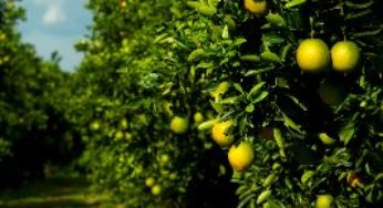 Citros/Cepea: Oferta limitada sustenta cotações da pera