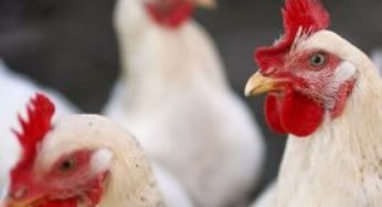 Baixas prosseguem; e alcançam, agora, frango vivo de São Paulo