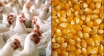 Frango x milho: relação de preços nos três últimos janeiros