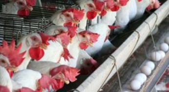 Frango inicia 2017 com preço menor que há um ano; ou há quatro
