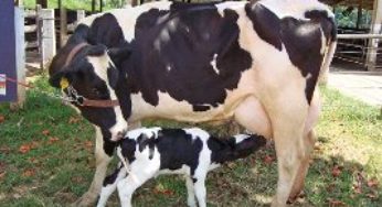 Nanocápsula com antibiótico é aposta da ciência contra mastite bovina