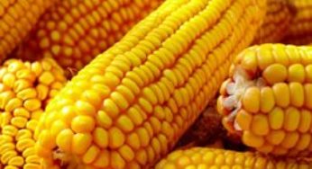 Preços do milho mais firmes no mercado interno