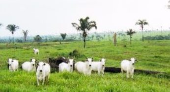 Manejo da pastagem e bem-estar animal aumentam produção de carne e grãos em solo em boas condições