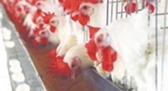 Frango, ovo, milho e inflação em dezembro de 2016