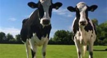 Bastões marcadores e indutor de ovulação aumentam a prenhez de IATF em vacas de corte