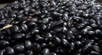 Dia de Campo aborda cultivo orgânico de feijão em Piratini/RS