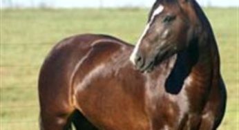 “Superfibras”: um novo conceito na nutrição dos cavalos