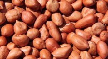 Amendoim: produção integrada trará mais qualidade e segurança ao produto