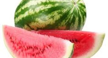 Melancia: Safrinha tem início em SP, mas qualidade das frutas é baixa