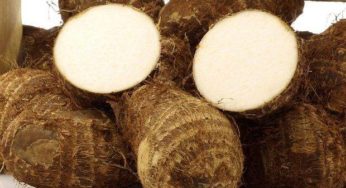 Agricultores de inhame, batata e outros 8 produtos receberão desconto em financiamentos em março