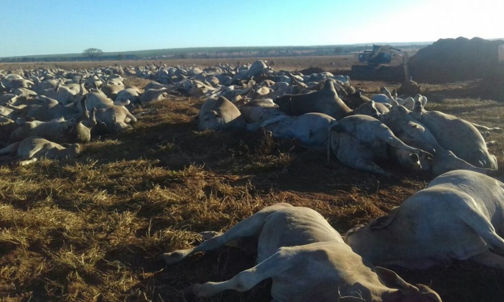 Cerca de 1,1 mil cabeças de gado morrem por suspeita de botulismo em fazenda de MS - RuralSoft
