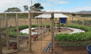Horta circular agroecológica é a nova aposta no Norte de Minas